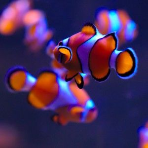 Meet your Posher, Lee